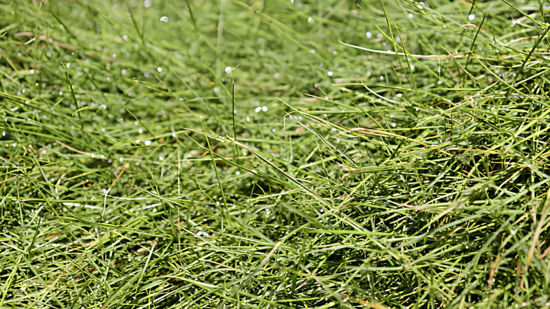 Zoysia Grass with thick carpet-like growth