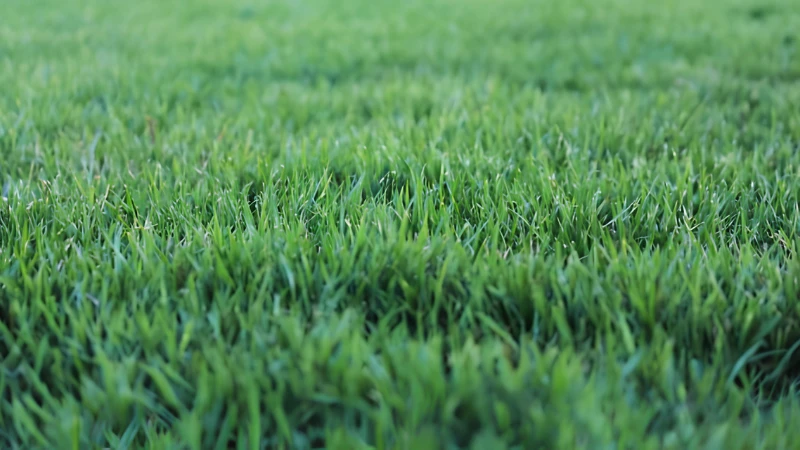 Zoysia Grass thriving in sunlight