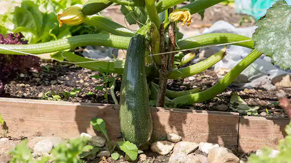 Zucchini in a raised bed