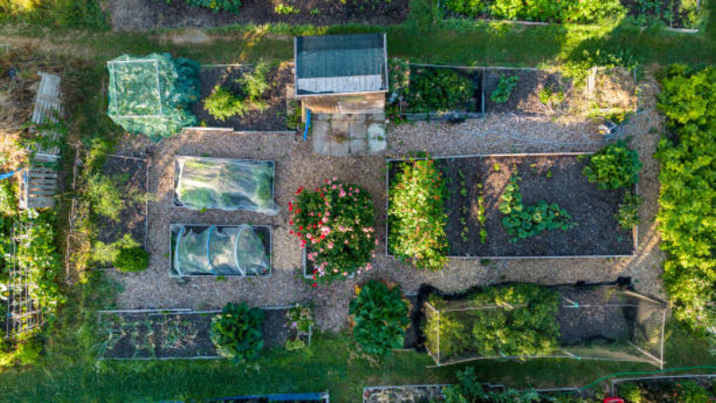 Vegetable beds growing fresh produce in an allotment garden