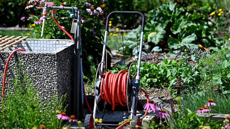 Mixed flower and vegetable allotment garden