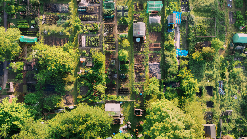 Small urban allotment garden with vegetable patches