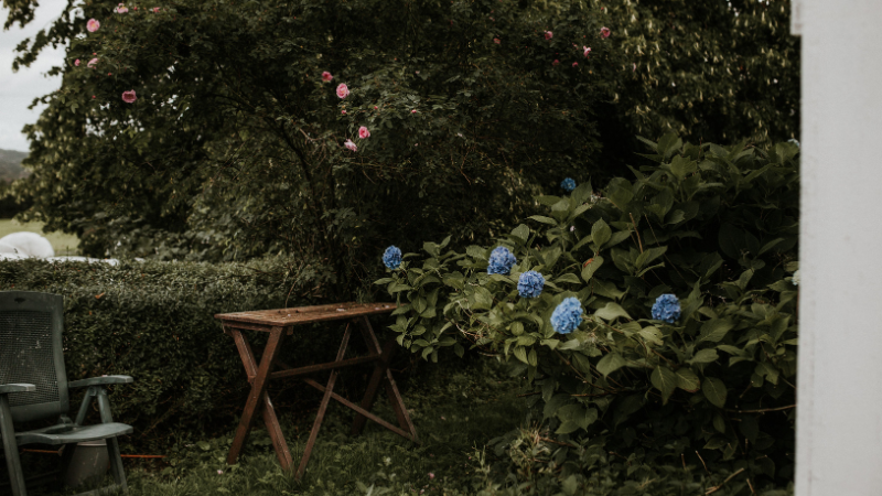 Backyard garden with pergola and climbing plants
