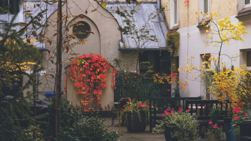 Backyard garden with pergola and climbing plants