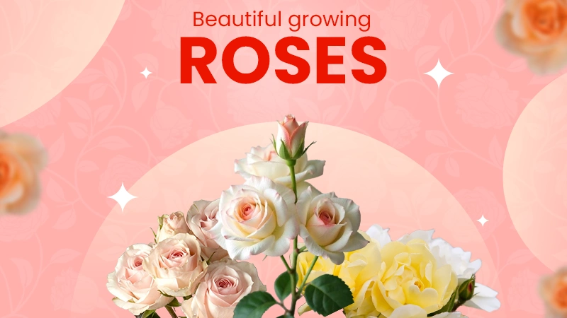 beautiful growing roses