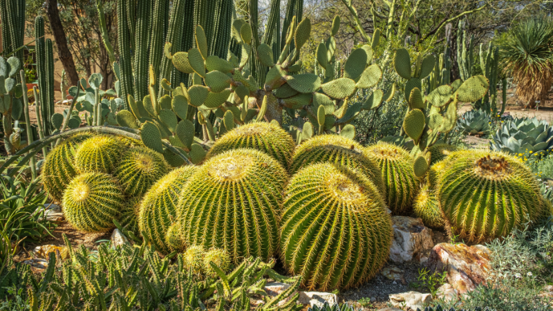 Cactus garden with diverse cacti and desert plants