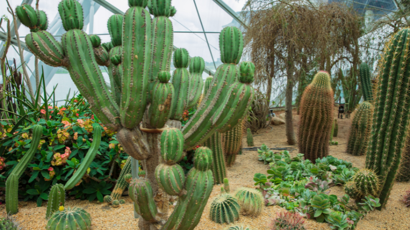 Decorative cactus garden with gravel paths