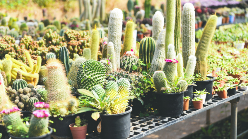 Desert landscape with cacti and succulents