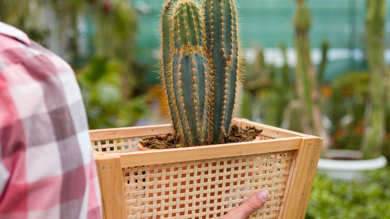 Walkway through a cactus garden