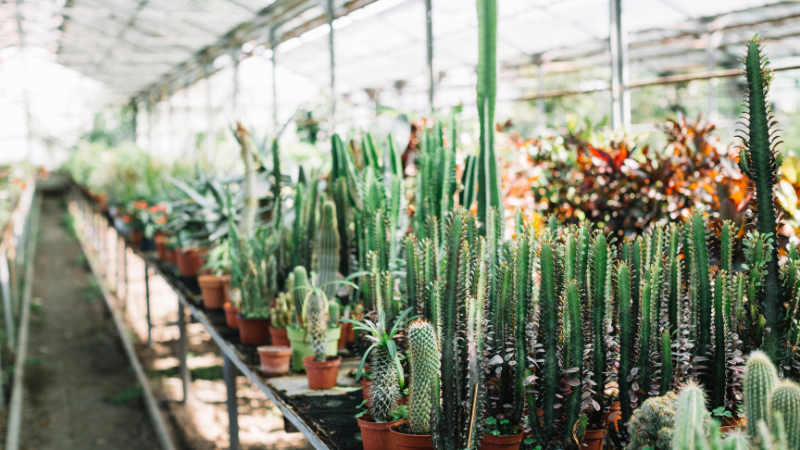 Ornamental cactus garden with unique species