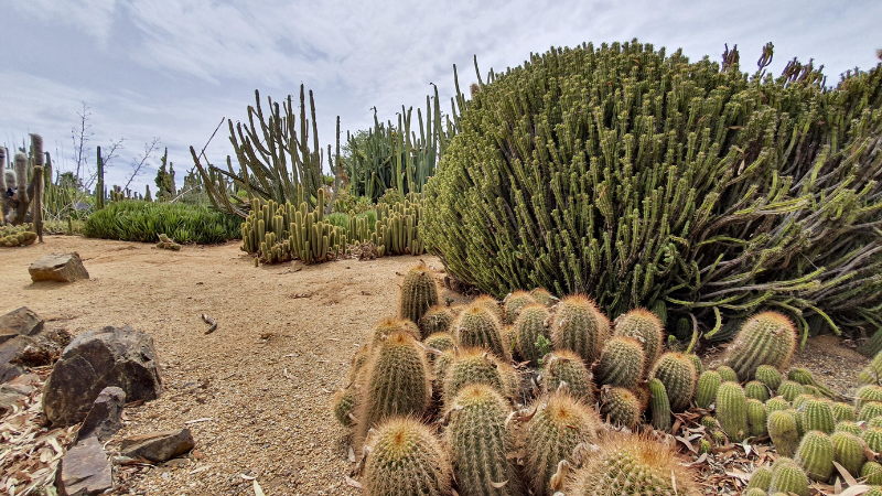 Desert cactus garden with tall cacti