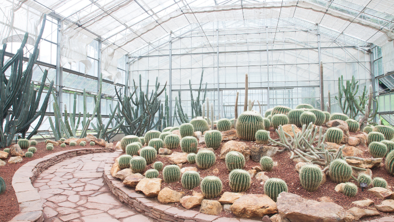 Rock garden filled with colorful cacti