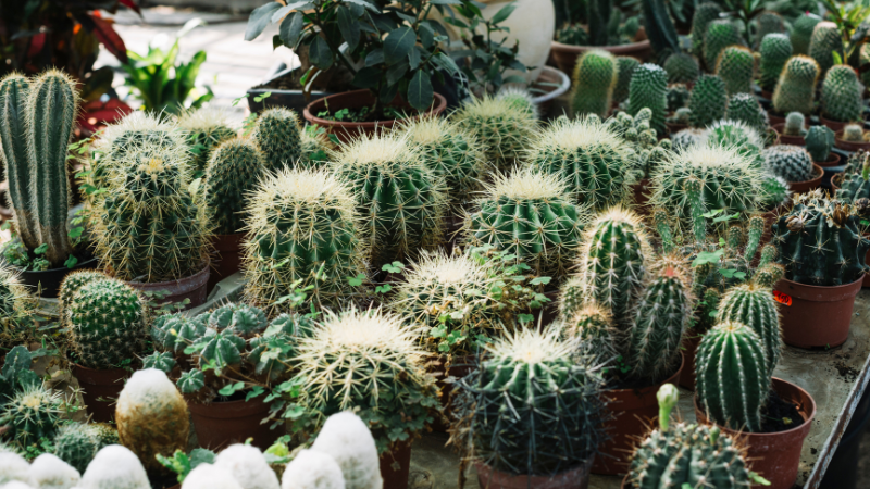 Small cactus garden with potted succulents