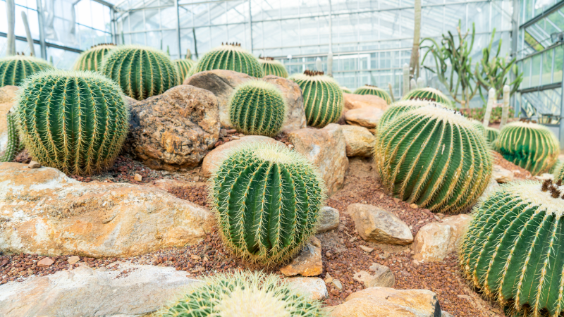 Outdoor cactus garden with desert plants