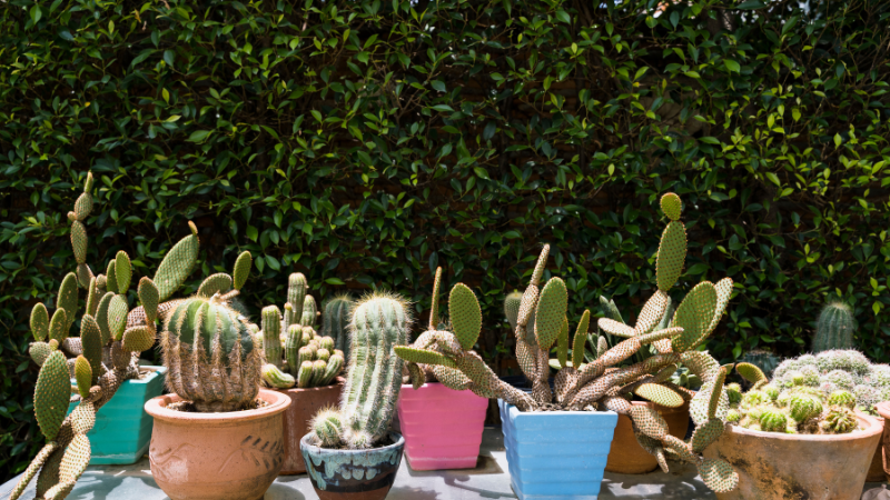 Flowering cacti in a cactus garden