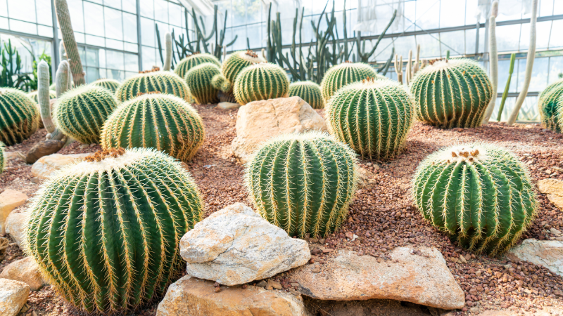 Large cactus garden with mature cacti