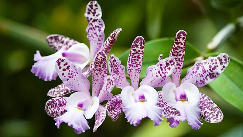 Cattleya orchid with vibrant blooms