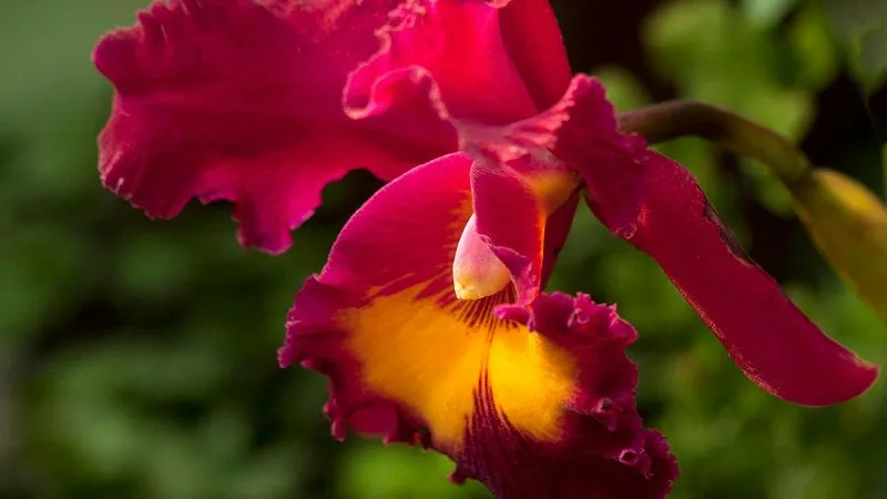 Cattleya orchid bloom close-up
