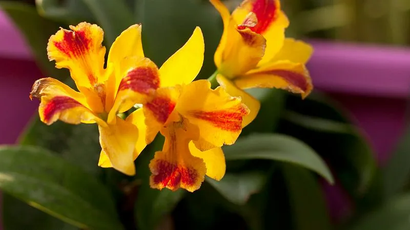 Cattleya orchid showing natural beauty