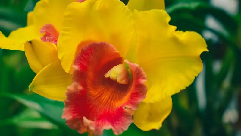 Vibrant Cattleya orchid blossom
