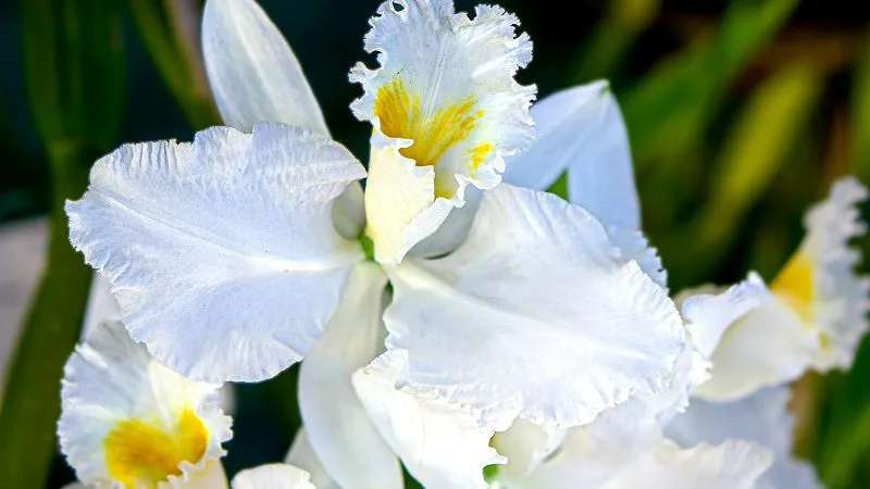 Cattleya orchid garden flower