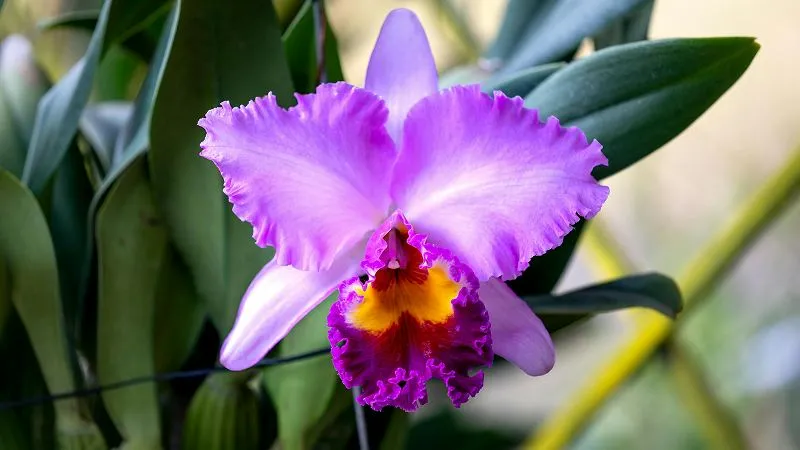 Cattleya orchid floral display