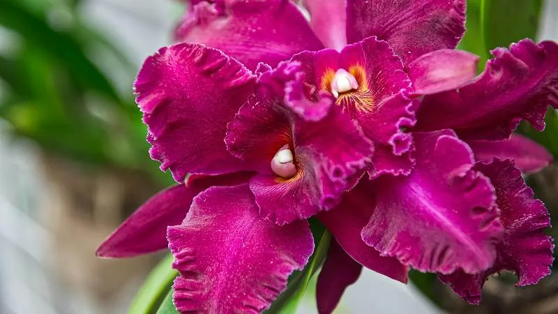 Flowering Cattleya orchid plant