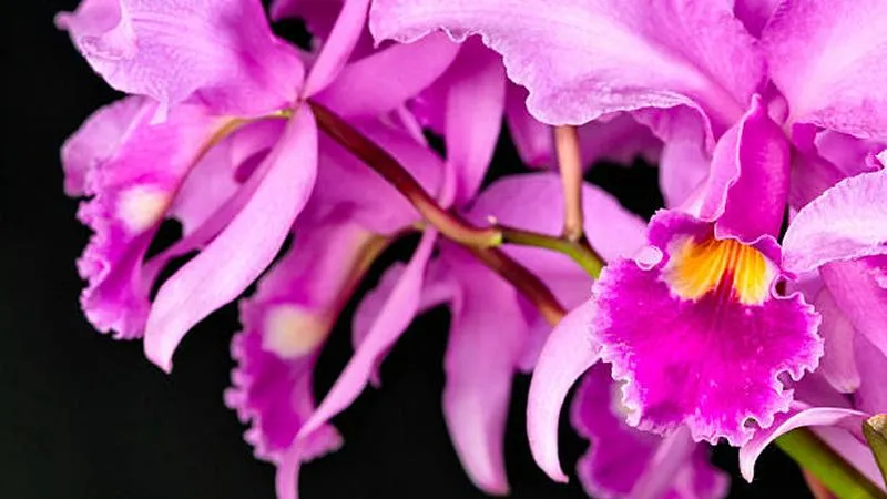 Close-up of a Cattleya orchid flower