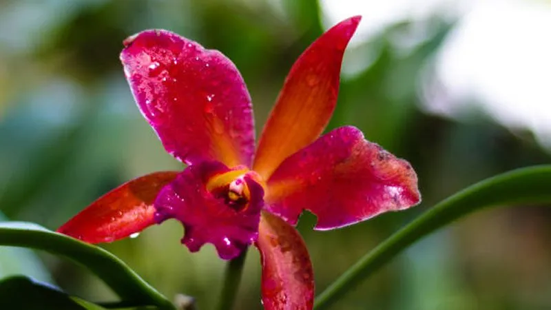 Cattleya orchid blooming in full glory