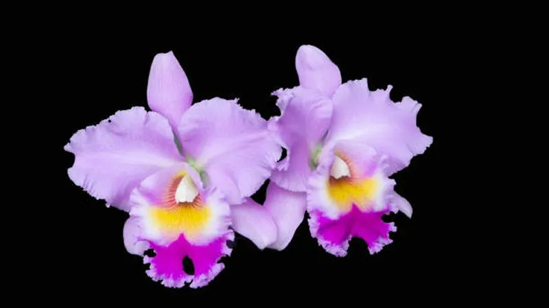 Cattleya orchid plant with flowers