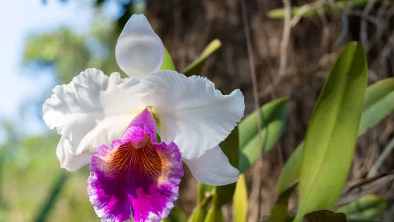 Colorful Cattleya orchid flowers