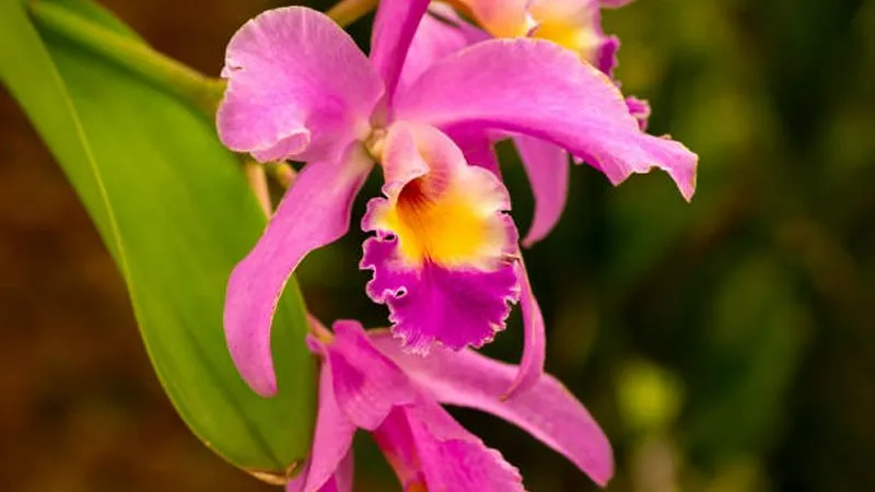 Detailed Cattleya orchid petals