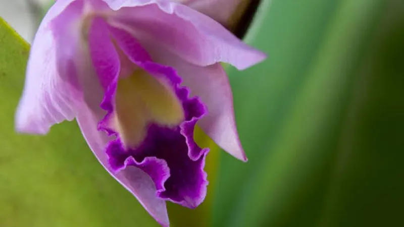 Cattleya orchid flowering beautifully