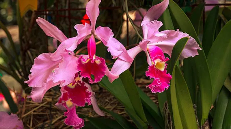 Beautiful Cattleya orchid in bloom