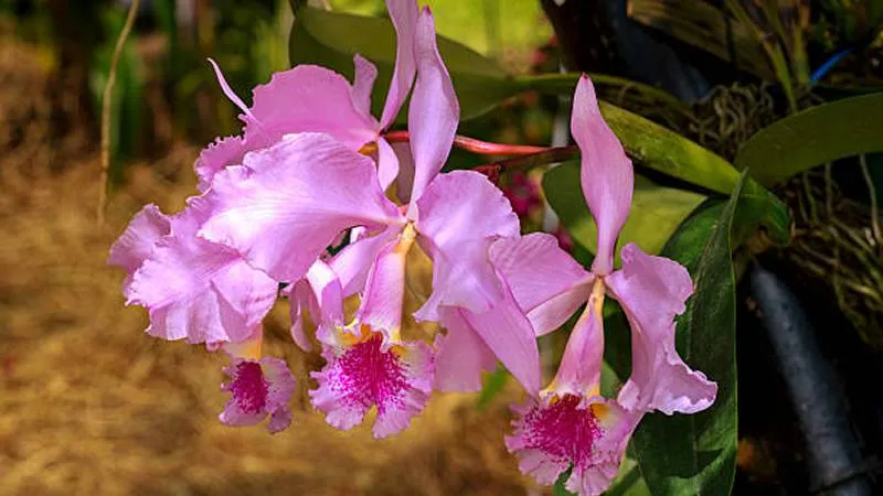 Cattleya orchid flower gallery image