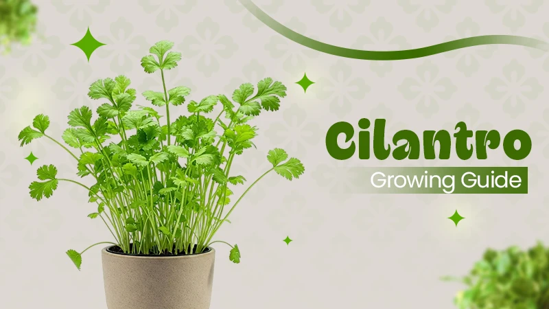 cilantro growing guide