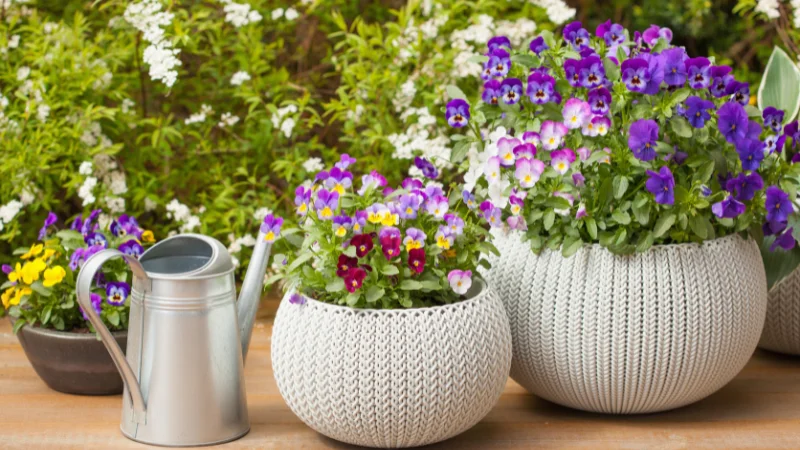 Creative container garden with vibrant plants