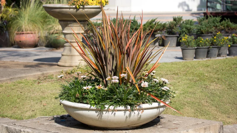 Patio container garden with mixed plants