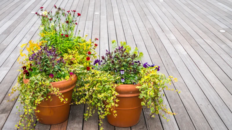 Small container garden for limited spaces