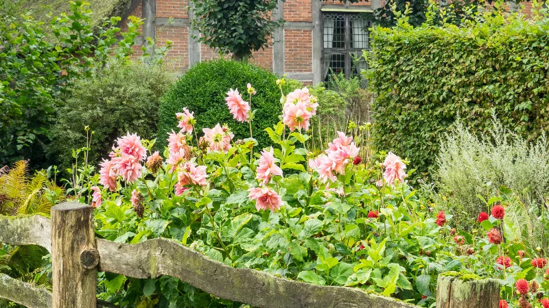 Cottage garden with mixed flower borders
