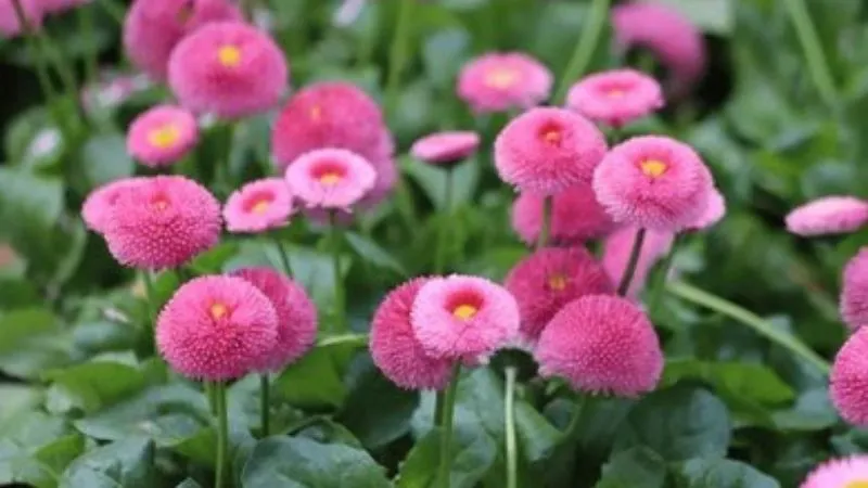 Double daisy flower in full bloom