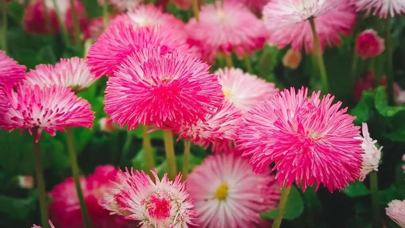 Double daisy floral display