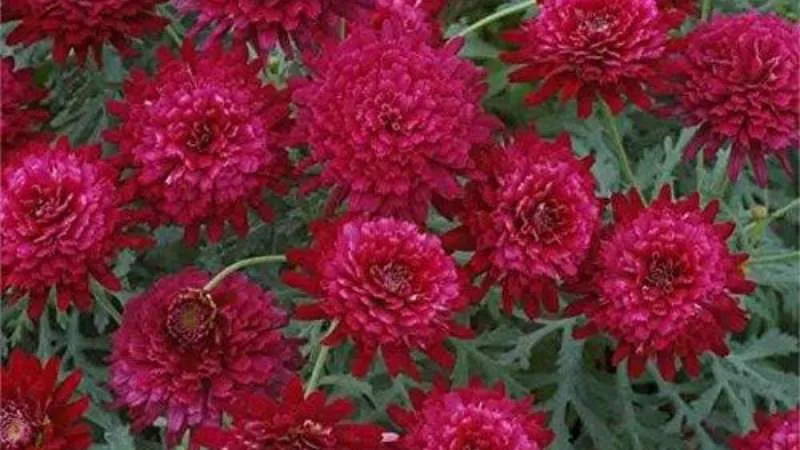 Double daisy garden bloom