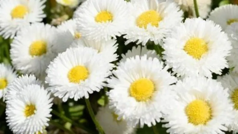 Double daisy blossom close-up