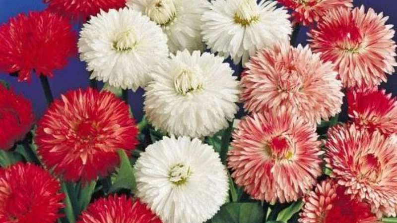 Beautiful double daisy in bloom