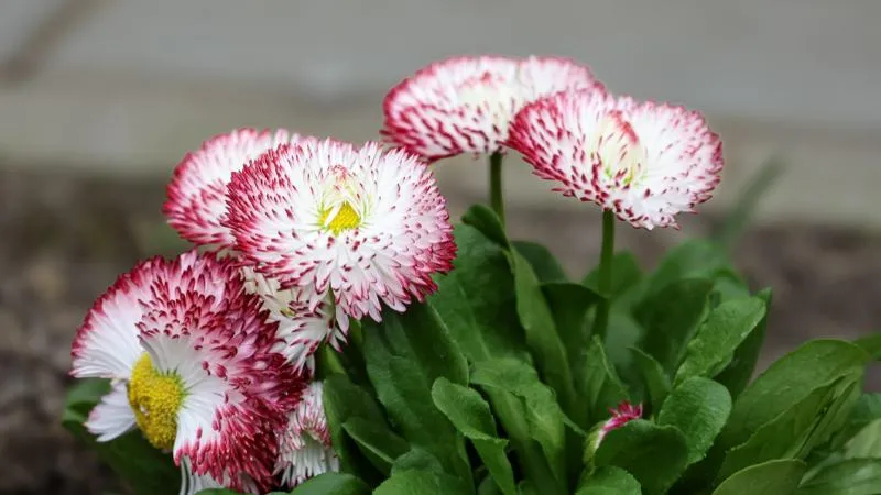 Double daisy with layered petals