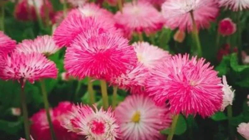 Double daisy plant with flowers