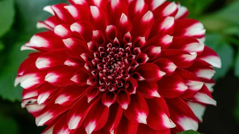 Detailed double daisy petals