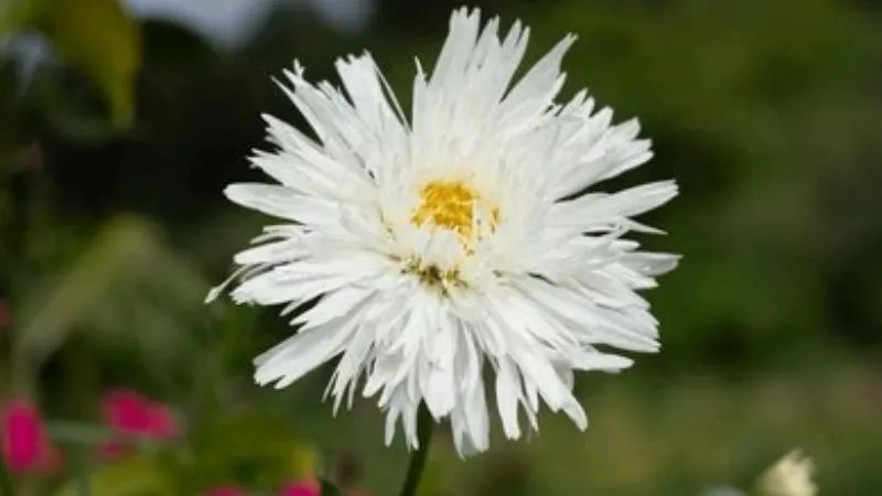 Double daisy growing in a garden