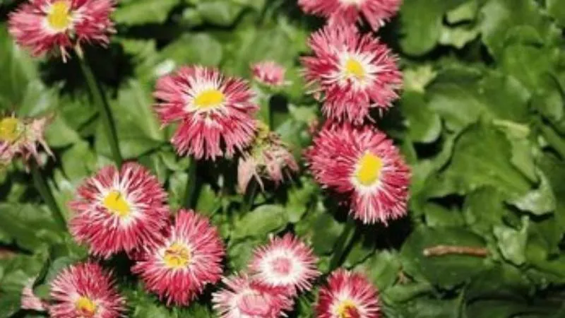 Beautiful double daisy blossom